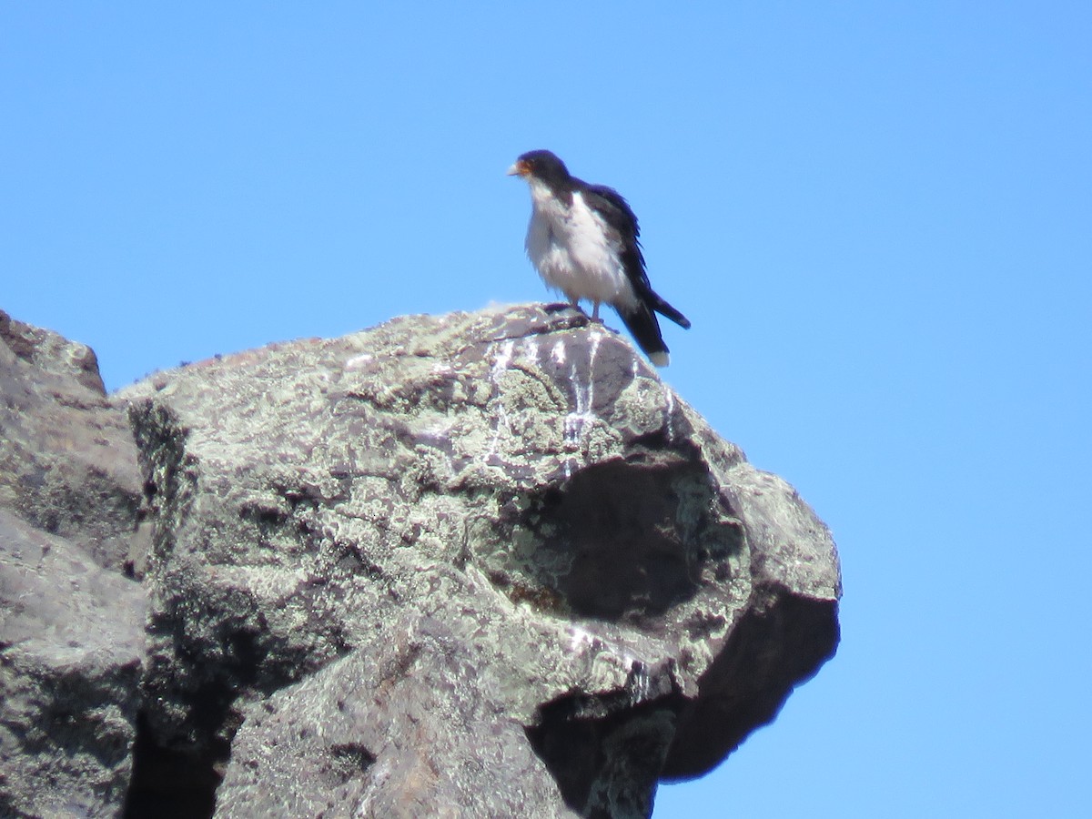 White-throated Caracara - ML646790587