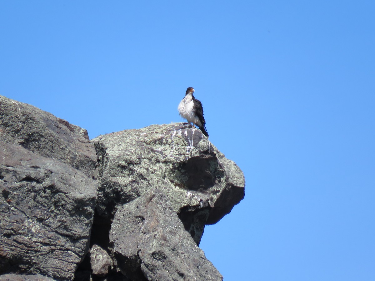 White-throated Caracara - ML646790588