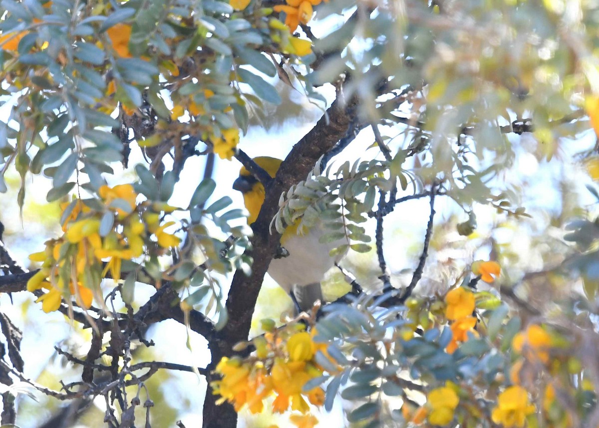 Шафрановая палила - ML646790589