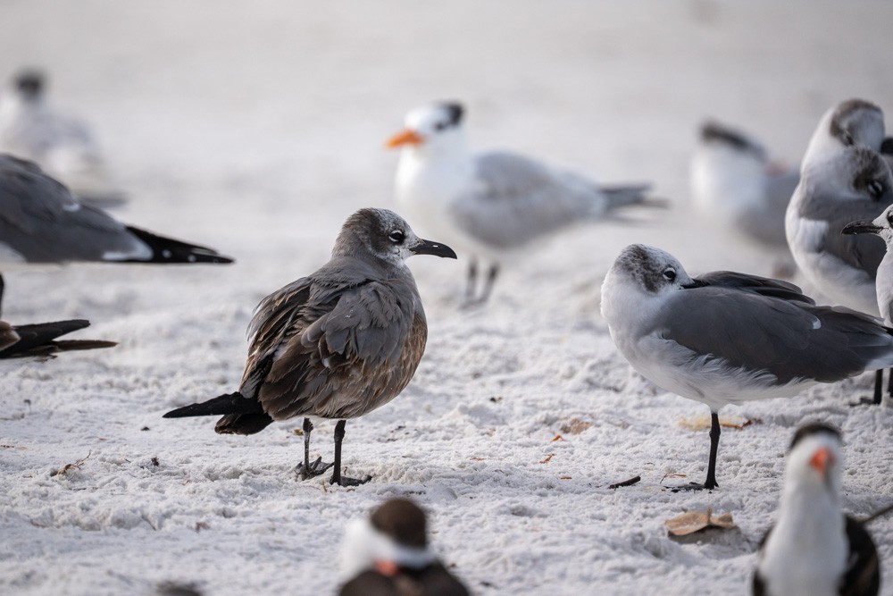 Gabbiano sghignazzante - ML646790610