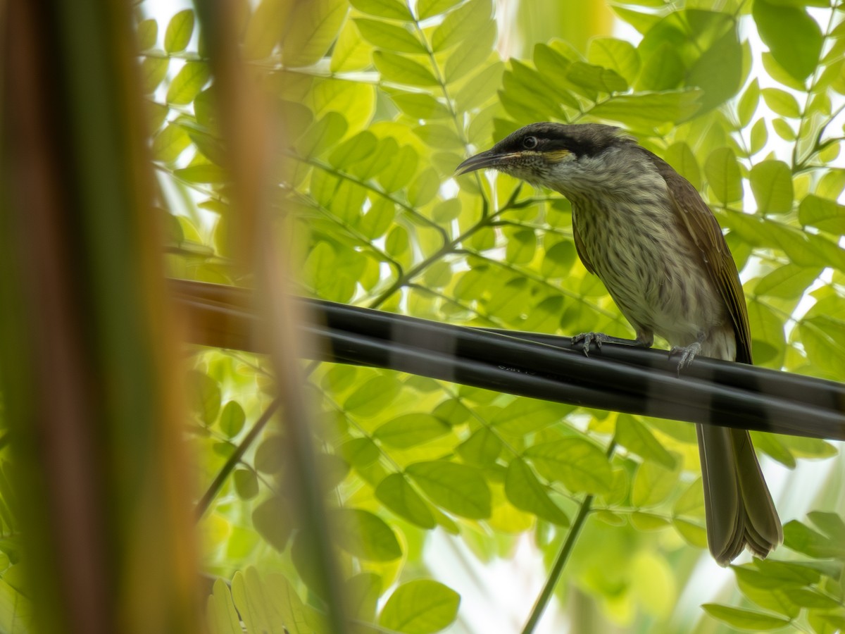 Mielero Versicolor - ML646790613