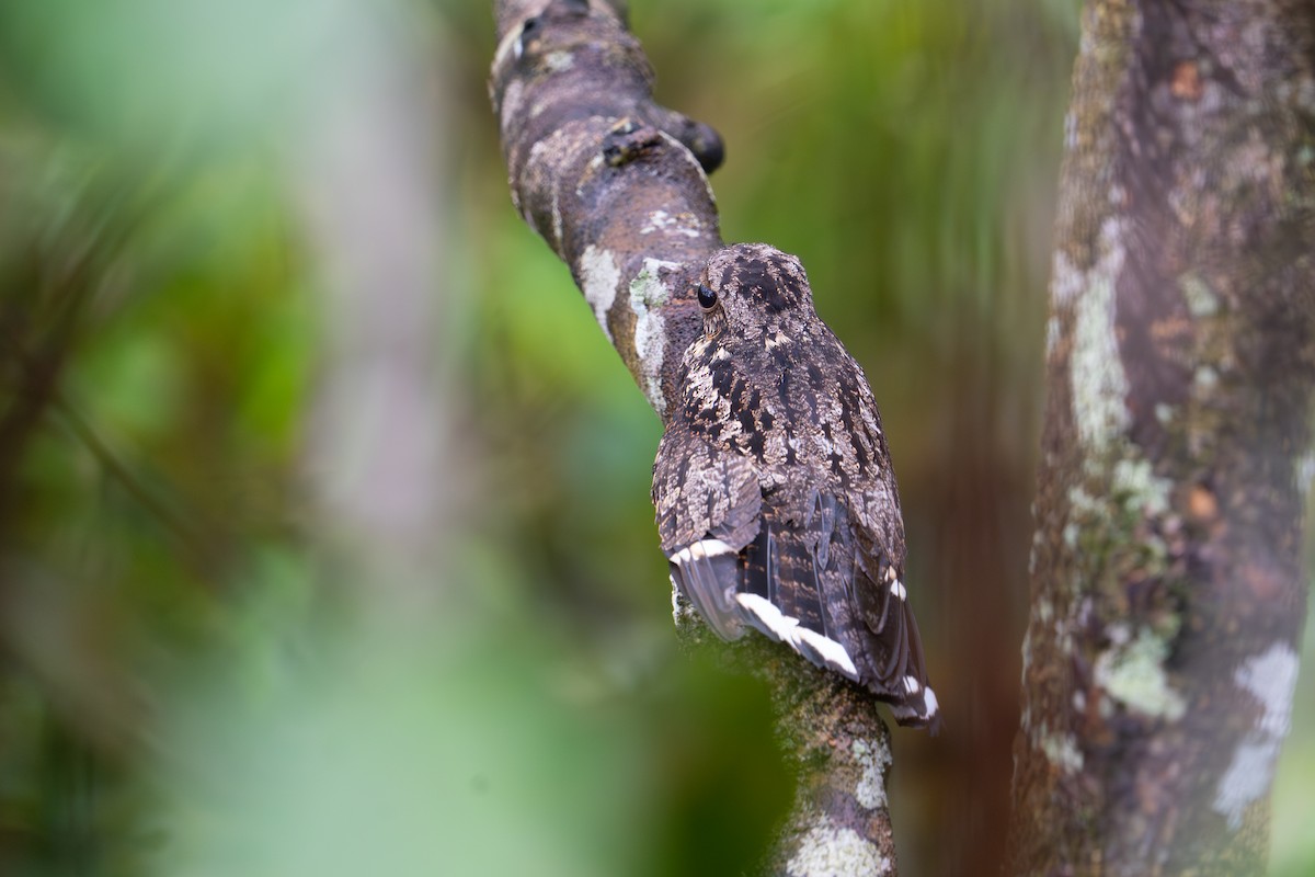 Gray Nightjar - ML646790614