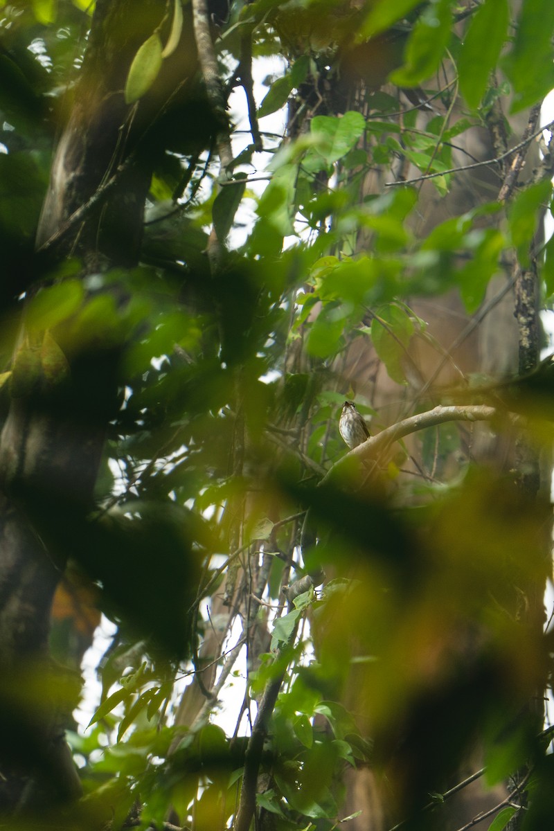 חטפית כהה - ML646790629