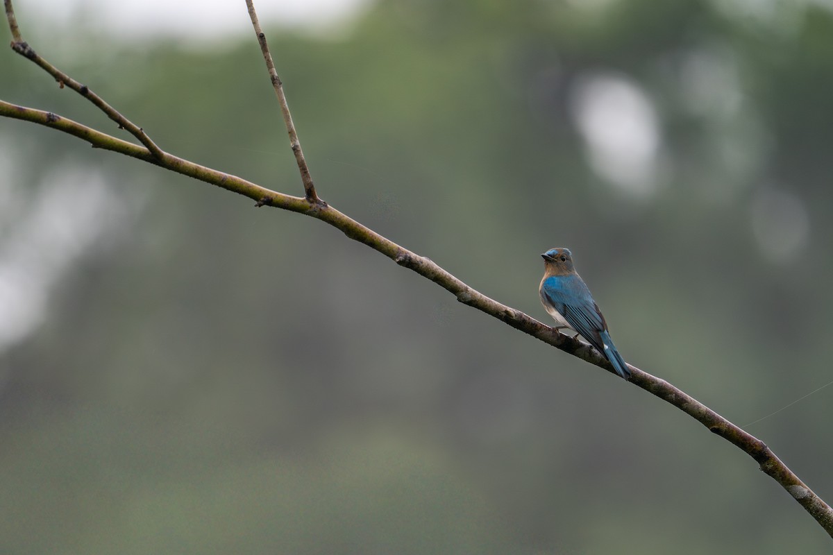 Zappey's Flycatcher - ML646790632