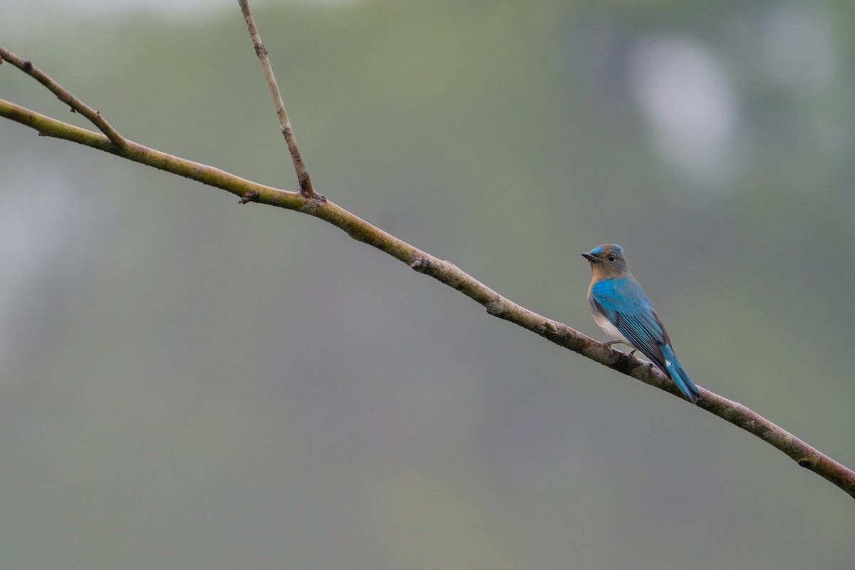 Zappey's Flycatcher - ML646790635