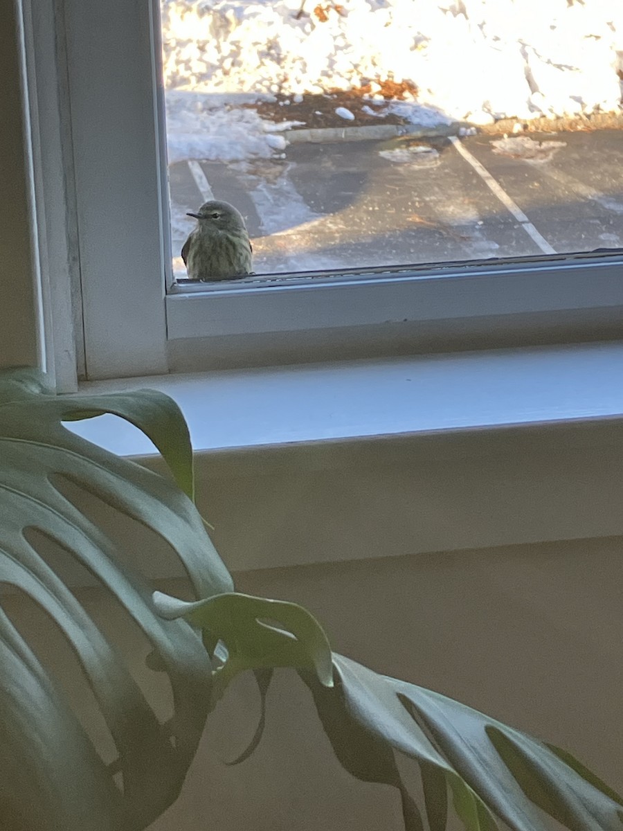 Cape May Warbler - ML646790647