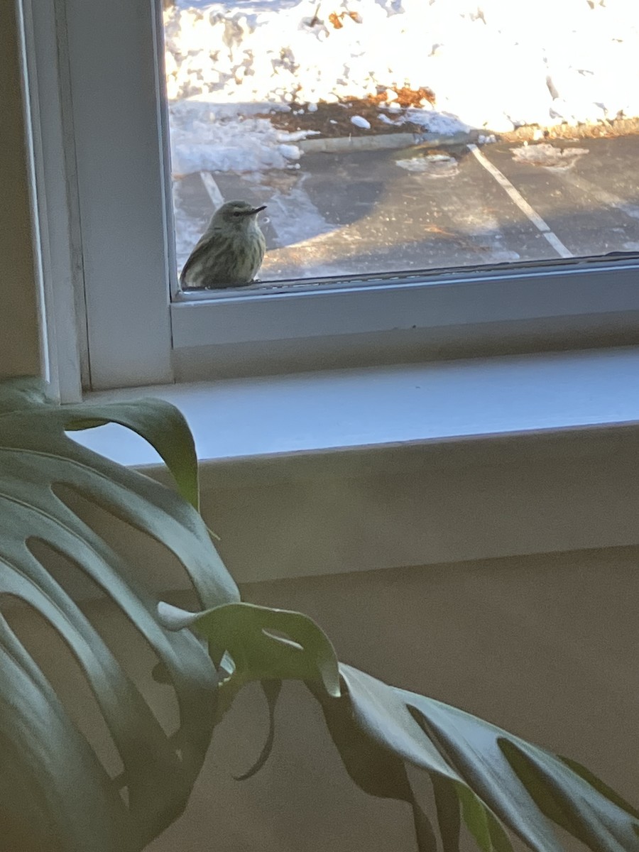 Cape May Warbler - ML646790648