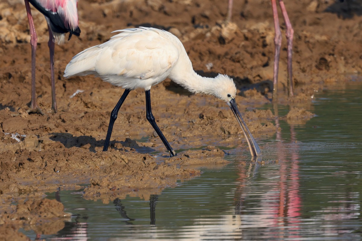 Eurasian Spoonbill - ML646790655