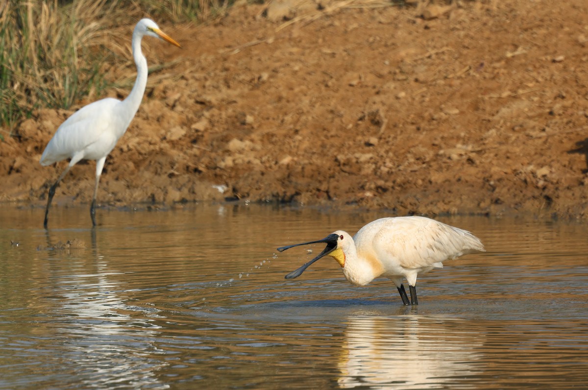 Eurasian Spoonbill - ML646790657