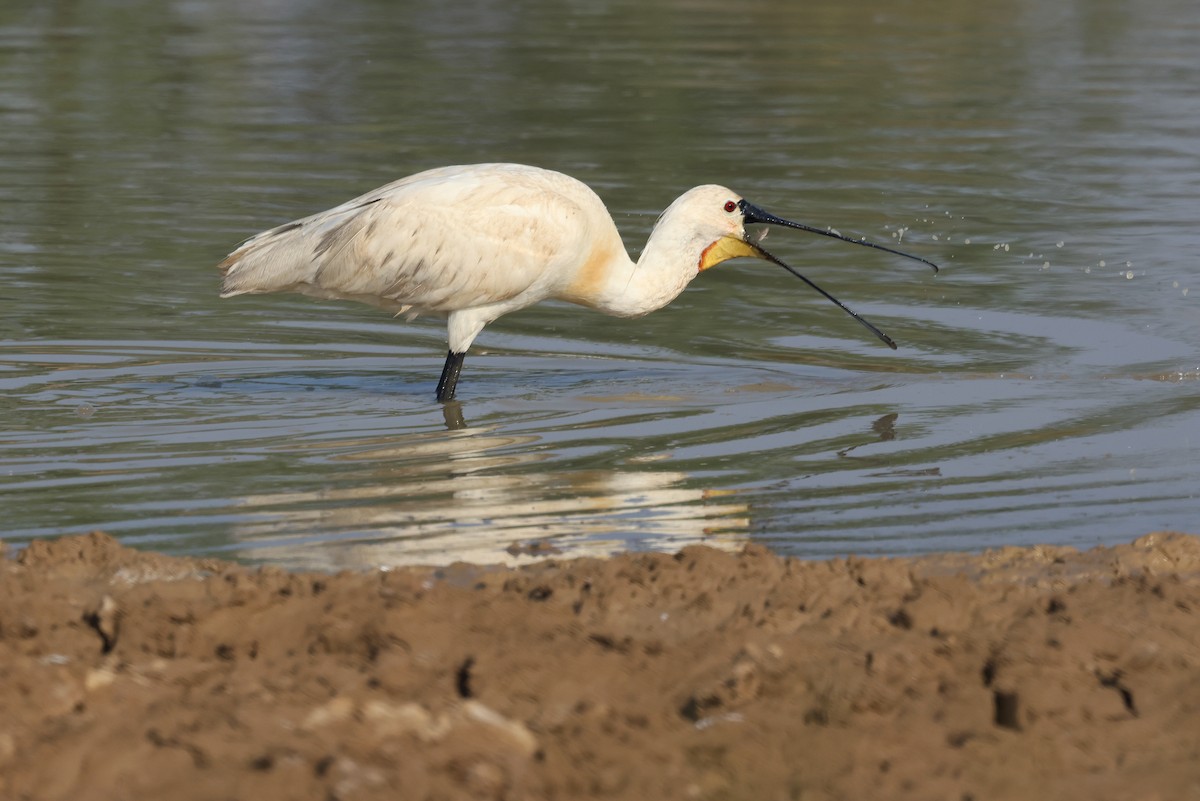 Eurasian Spoonbill - ML646790658