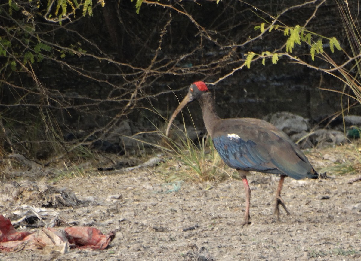 Red-naped Ibis - ML646790663
