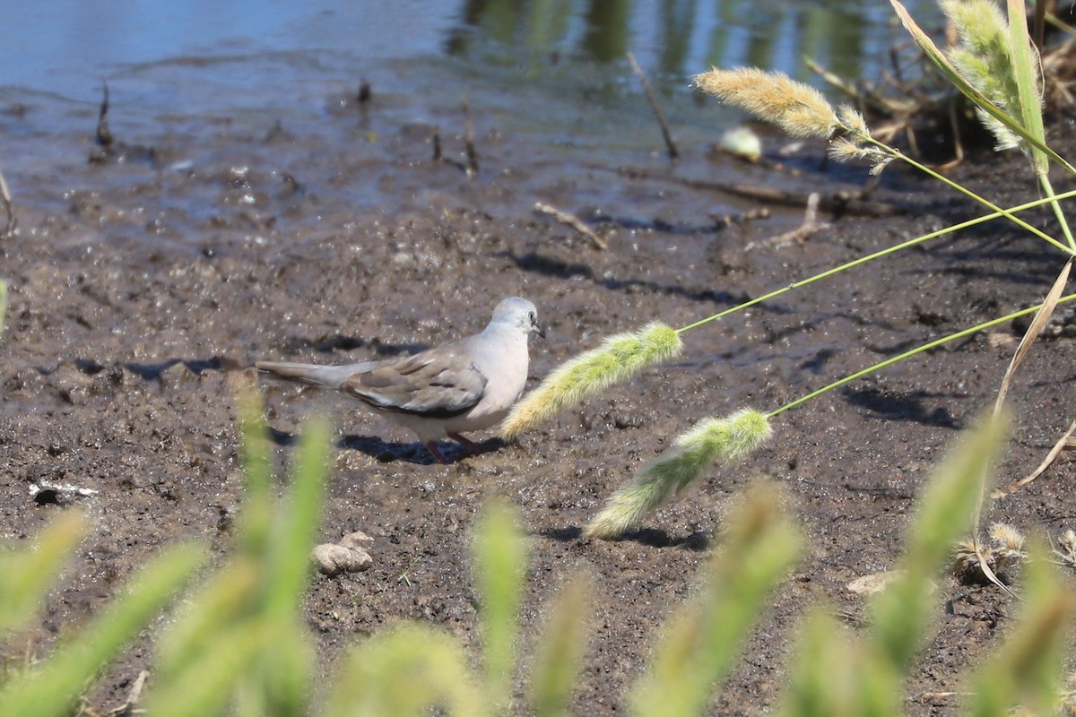 Picuitäubchen - ML646790664