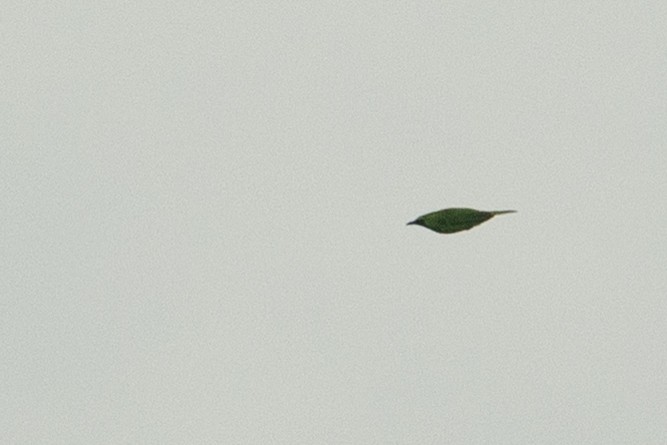 Greater Green Leafbird - ML646790665