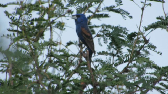 Скригнатка синя - ML646790666