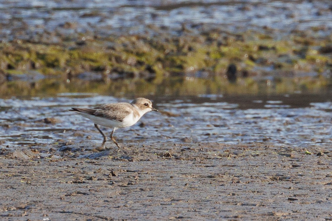 Пісочник морський - ML646790667