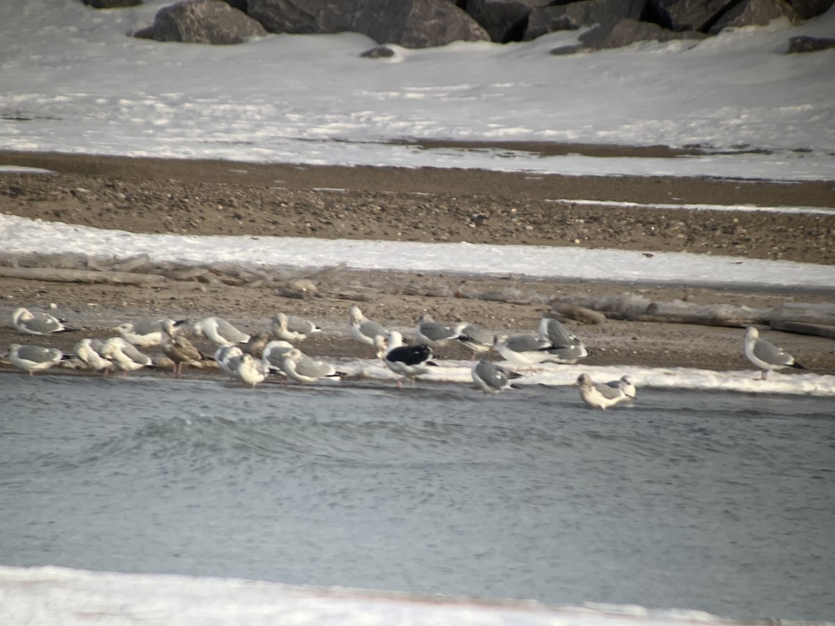 Great Black-backed Gull - ML646790668