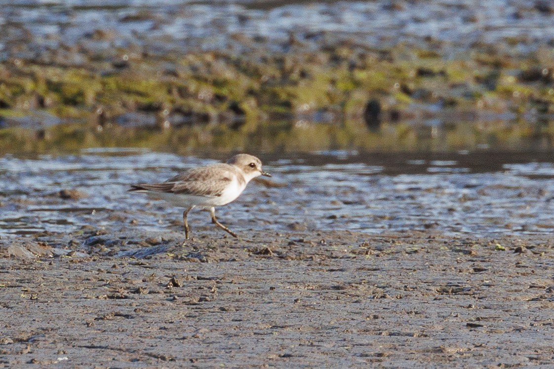 Пісочник морський - ML646790669