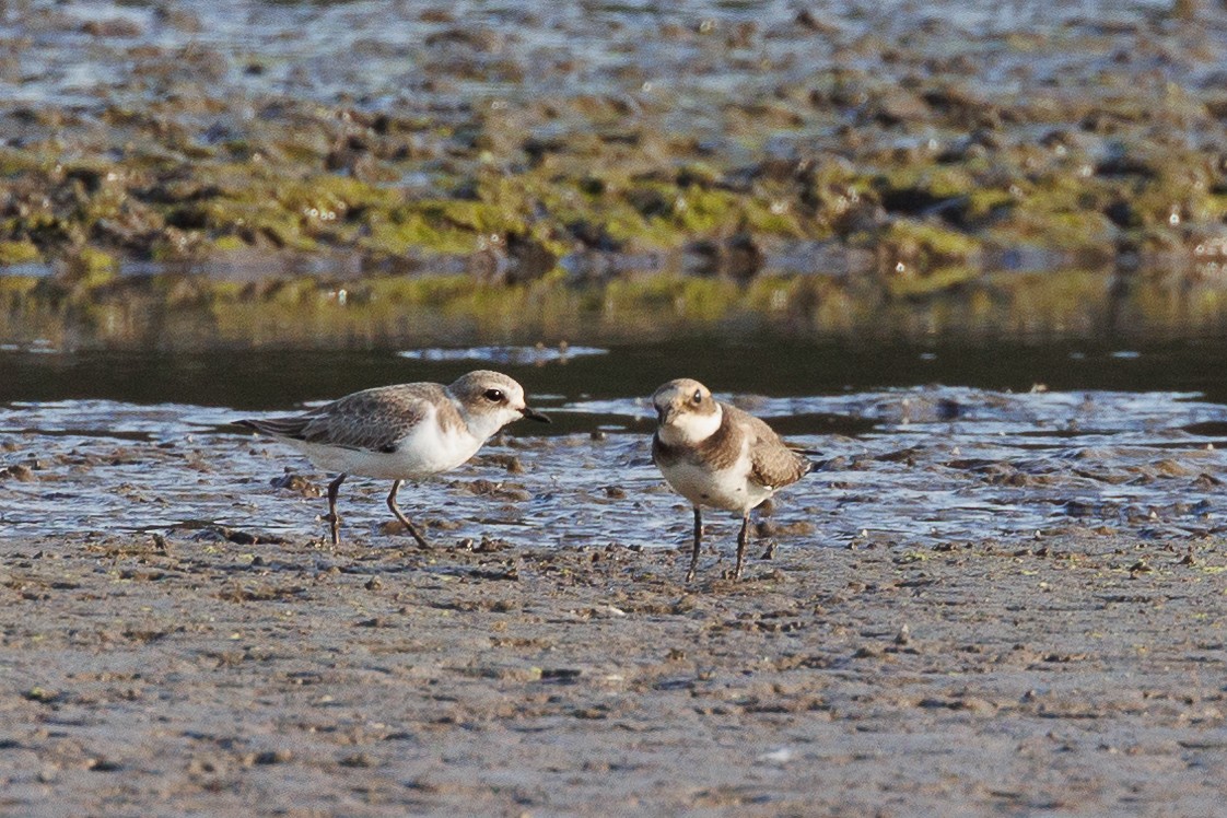 Пісочник морський - ML646790670