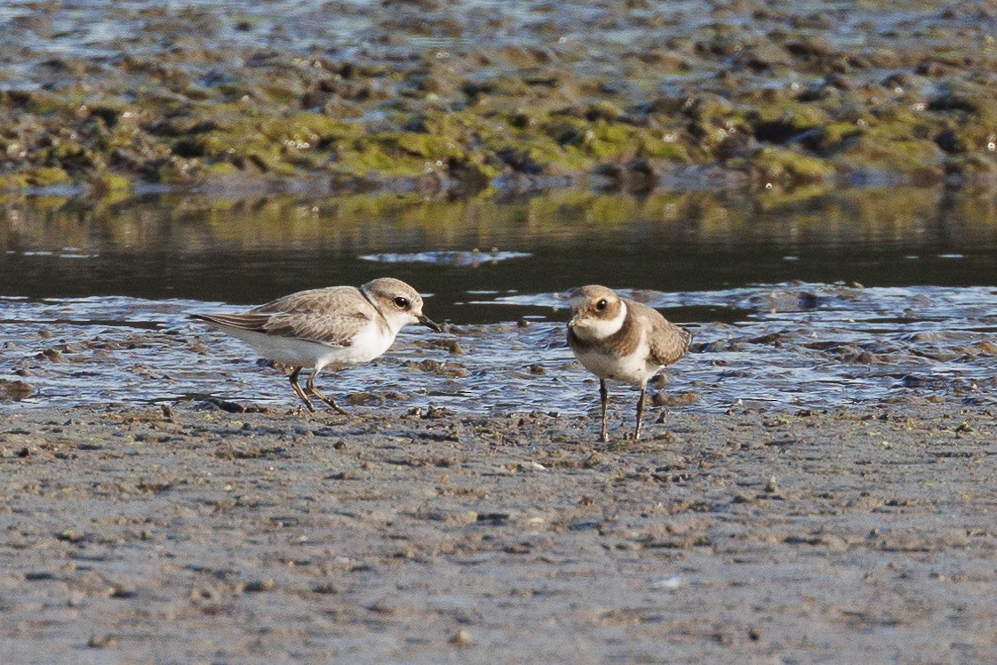 Пісочник морський - ML646790671