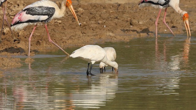 Косар білий - ML646790672