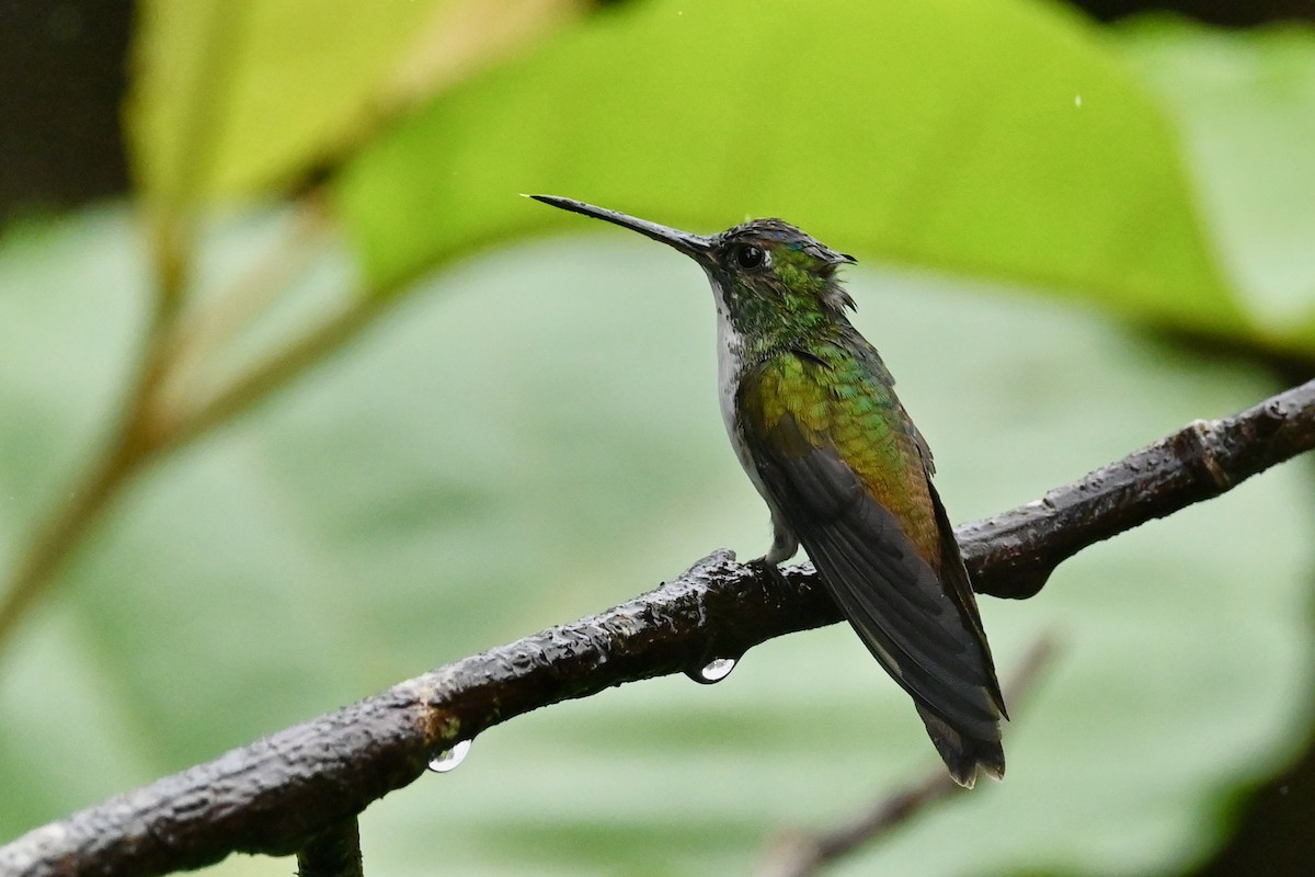 Greenish Puffleg - ML646790675