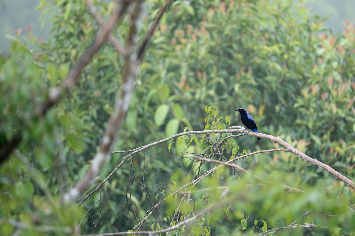 Asian Fairy-bluebird - ML646790678