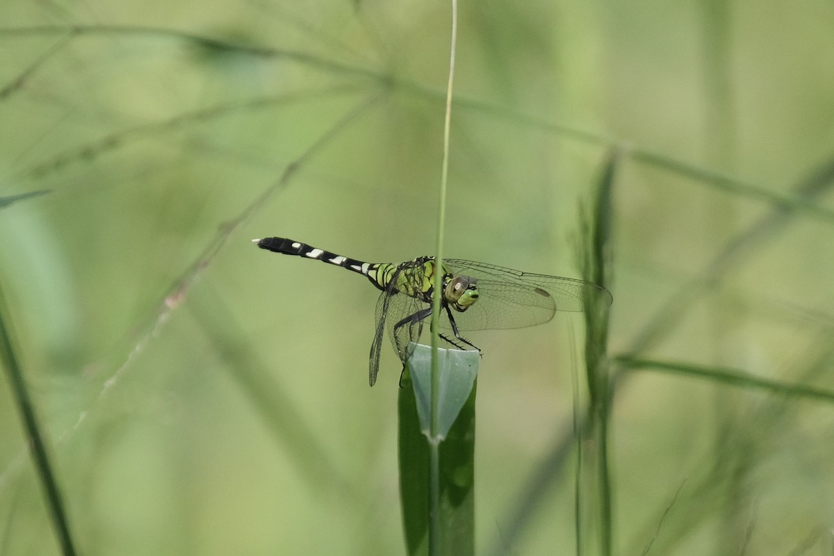 Eastern Pondhawk - ML646790680