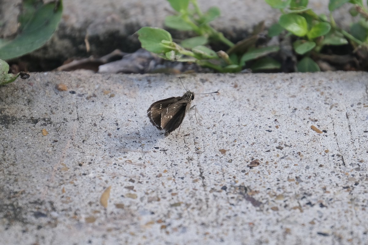 Celia's Roadside-Skipper - ML646790681