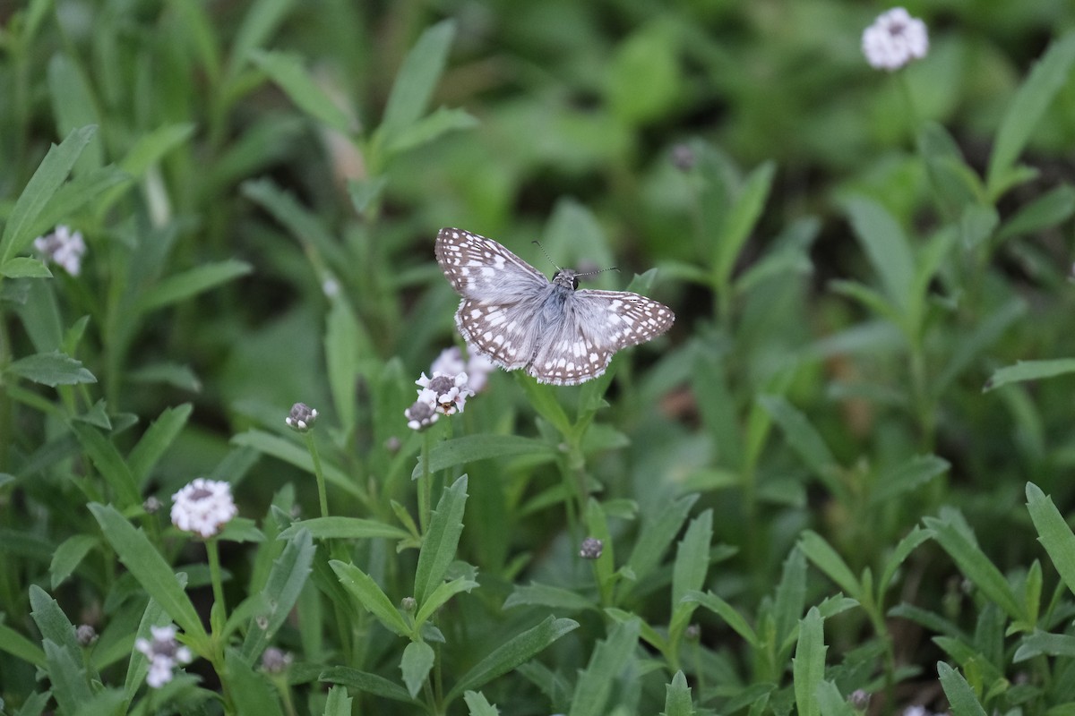 Tropical Checkered-Skipper - ML646790682