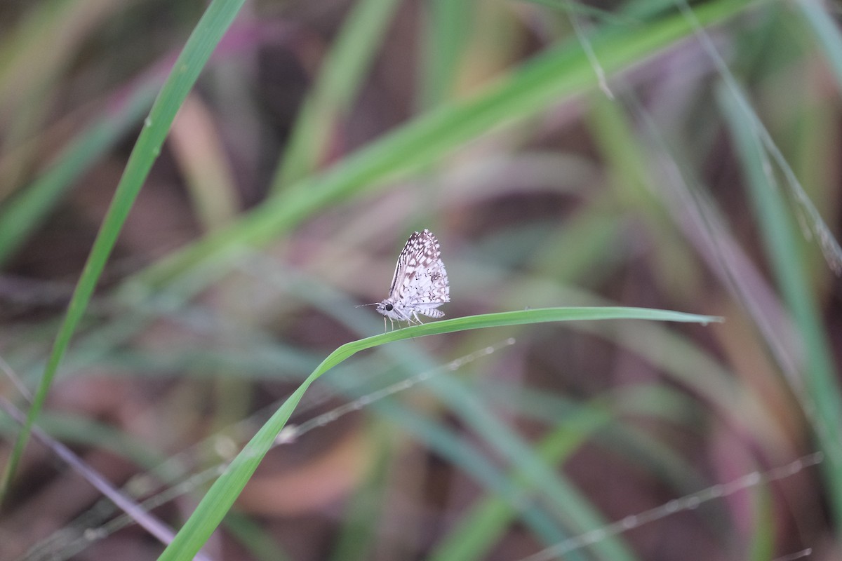 Tropical Checkered-Skipper - ML646790683