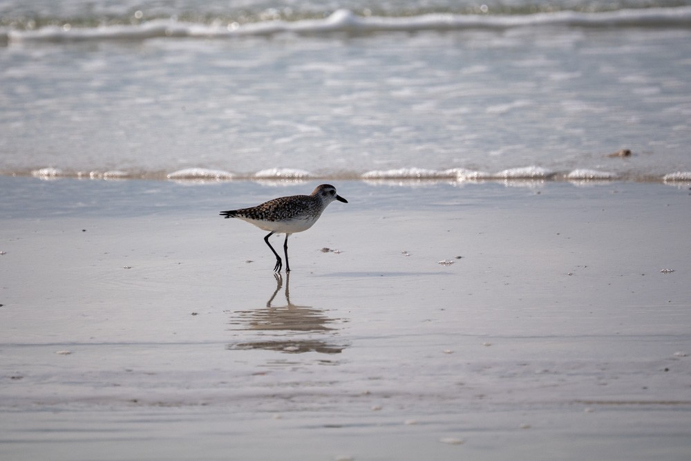 Pivieressa - ML646790684