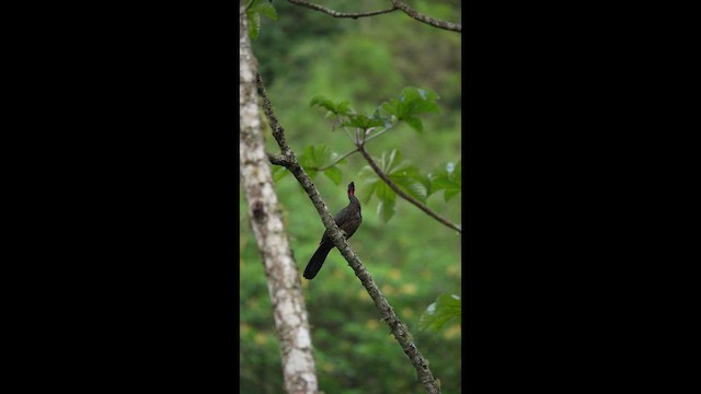 Чачалака цяткована - ML646790685