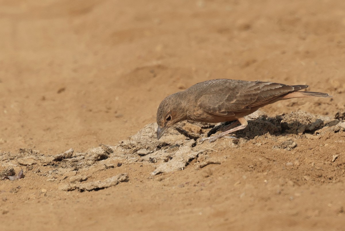 Rufous-tailed Lark - ML646790686