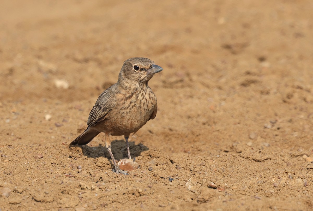 Rufous-tailed Lark - ML646790687