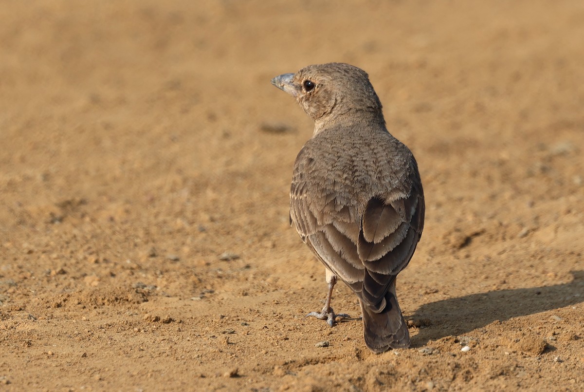 Rufous-tailed Lark - ML646790688