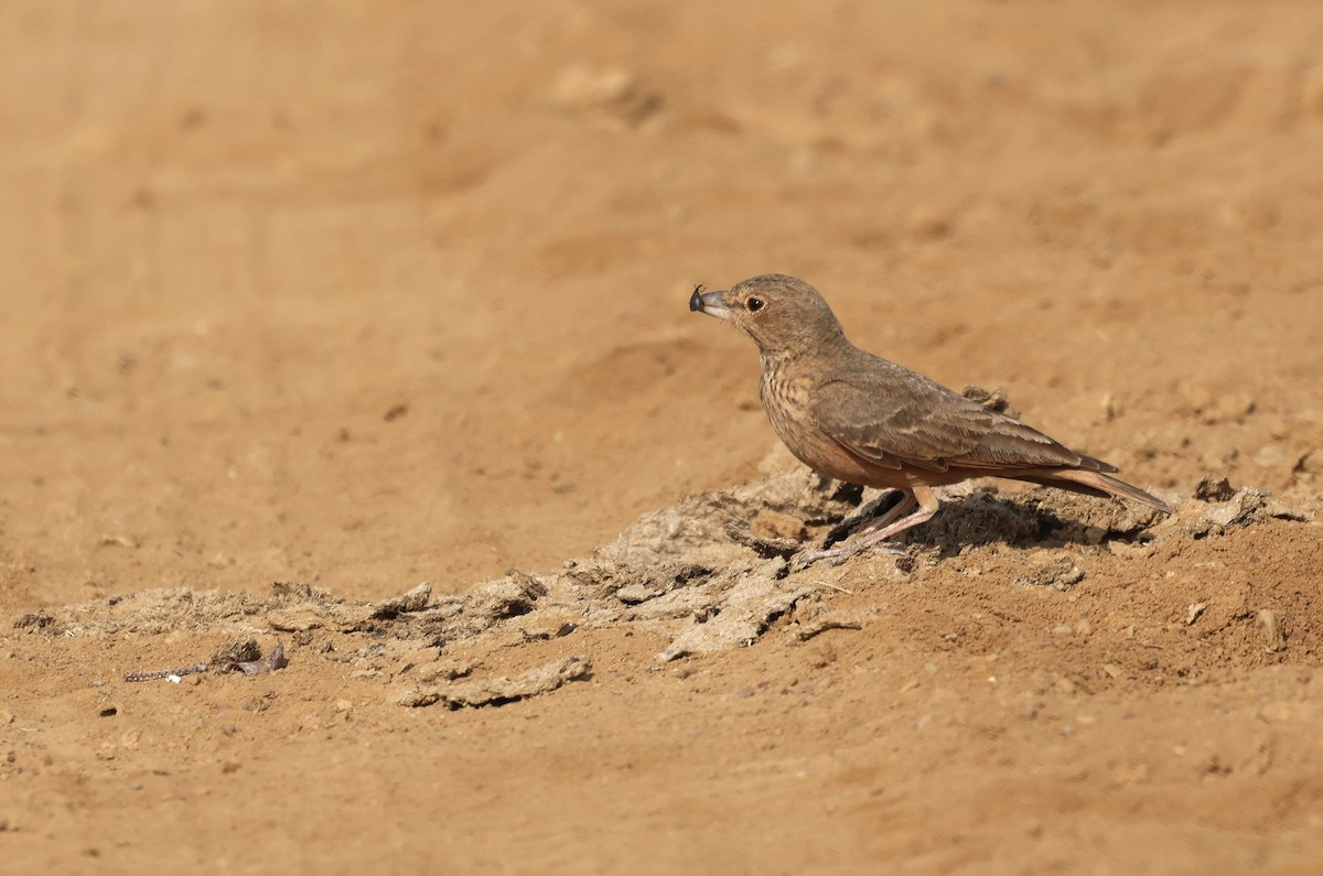 Rufous-tailed Lark - ML646790689