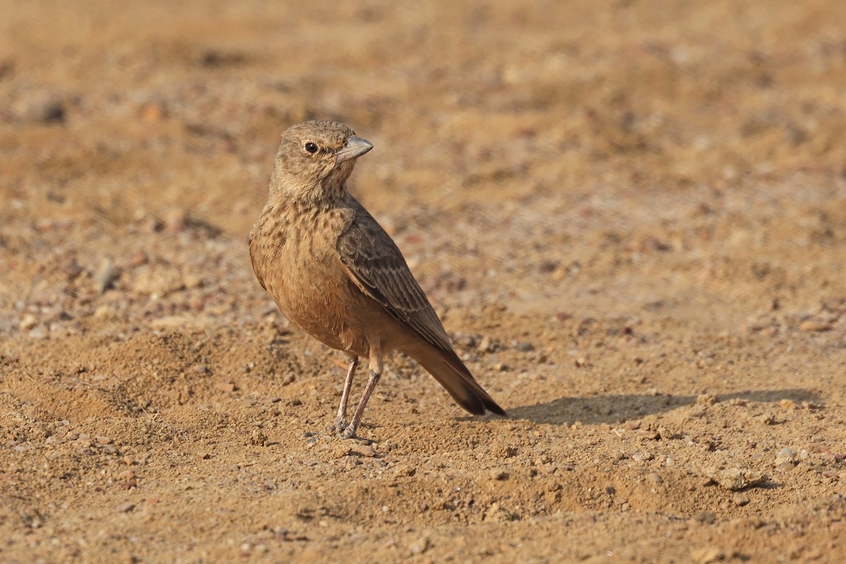Rufous-tailed Lark - ML646790690