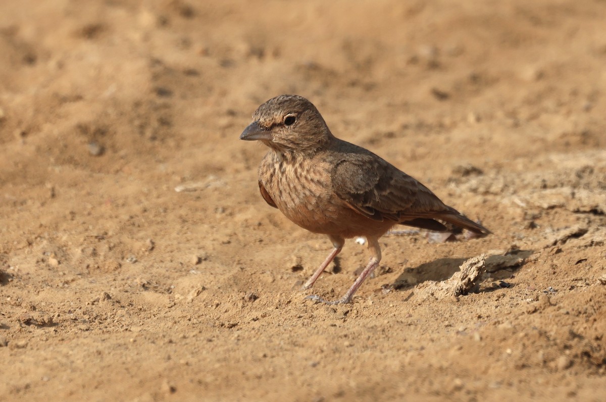 Рыжехвостый жаворонок - ML646790691