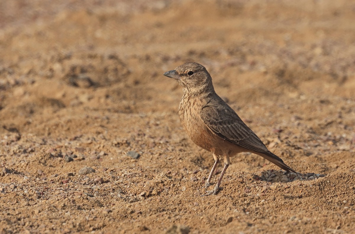 Rufous-tailed Lark - ML646790692