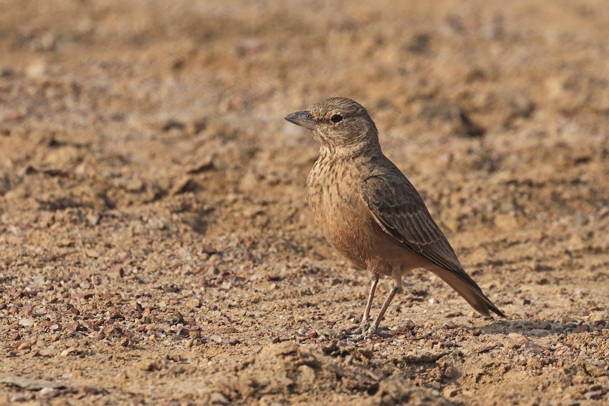 Rufous-tailed Lark - ML646790693