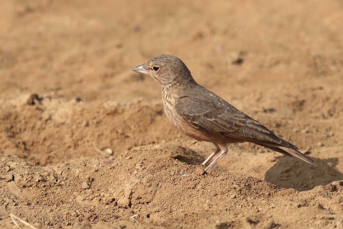 Rufous-tailed Lark - ML646790694