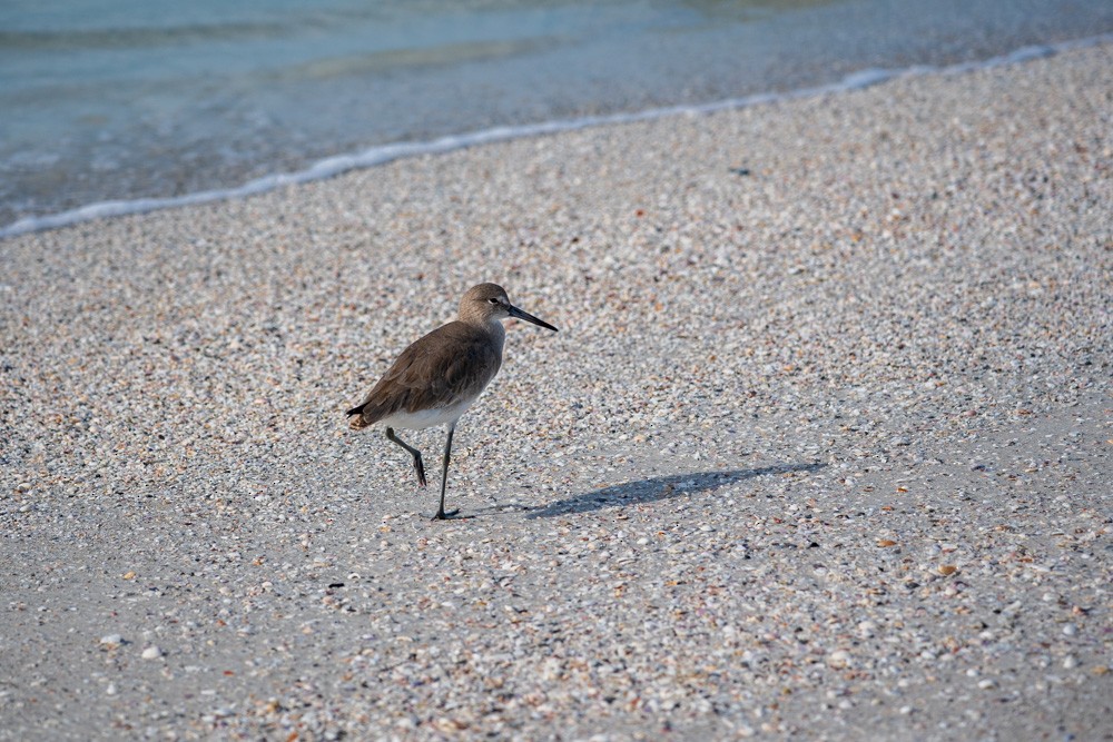 Piro piro semipalmato - ML646790696