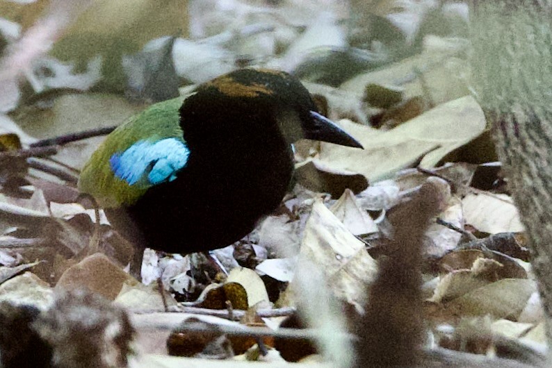 Brève iris - ML646790697