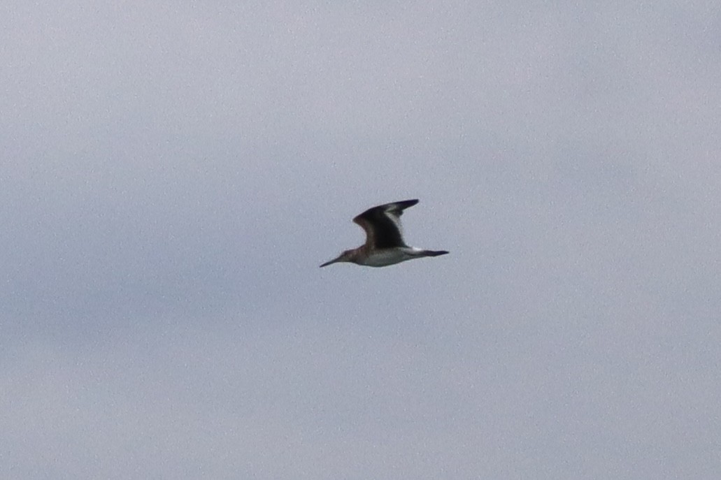 Willet - ML646790698