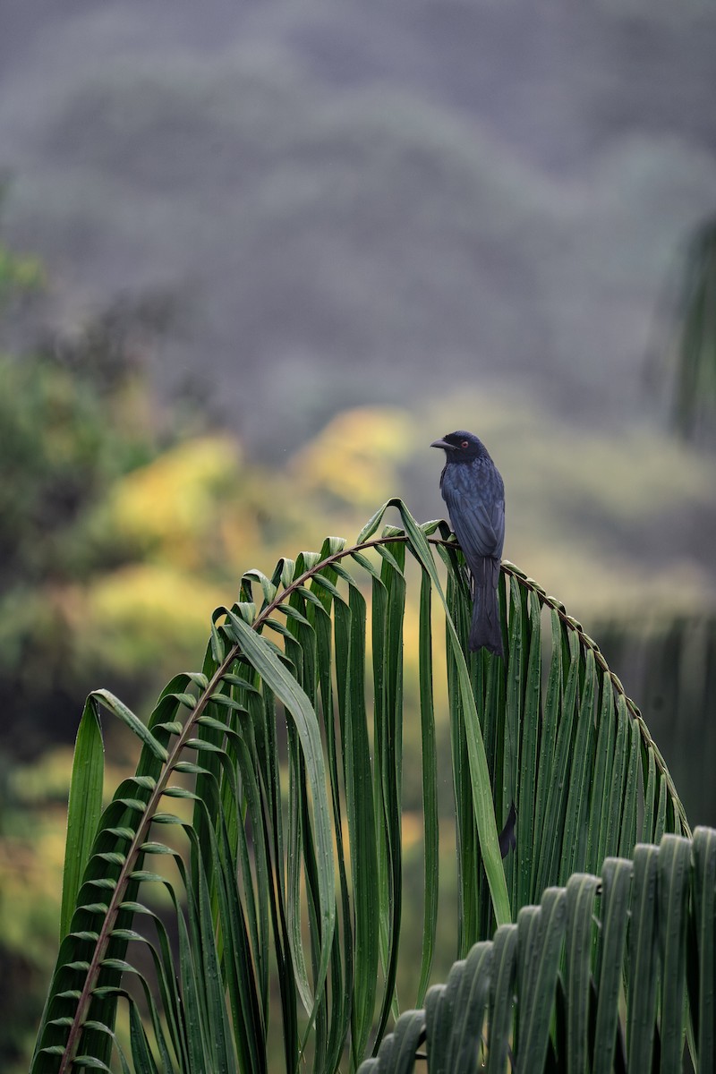 Greater Racket-tailed Drongo - ML646790702