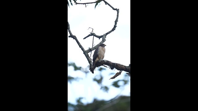 Канюк великодзьобий - ML646790704