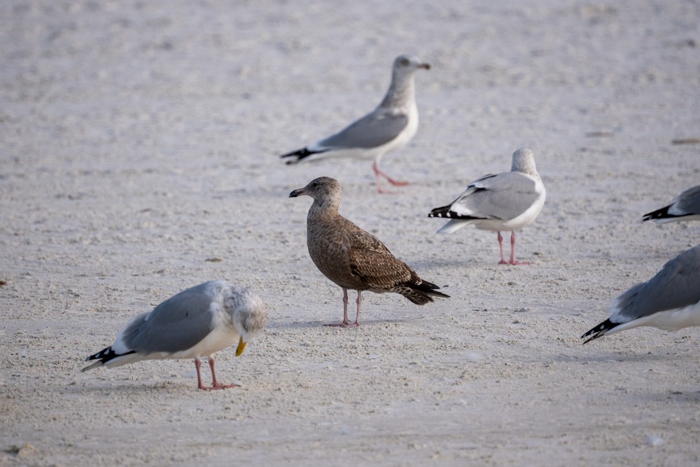 American Herring Gull - ML646790705