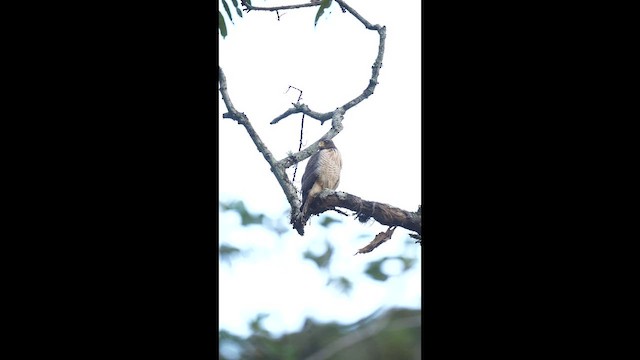 Канюк великодзьобий - ML646790706