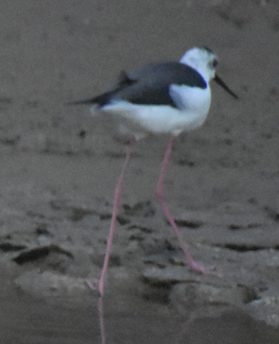 Black-winged Stilt - ML646790709