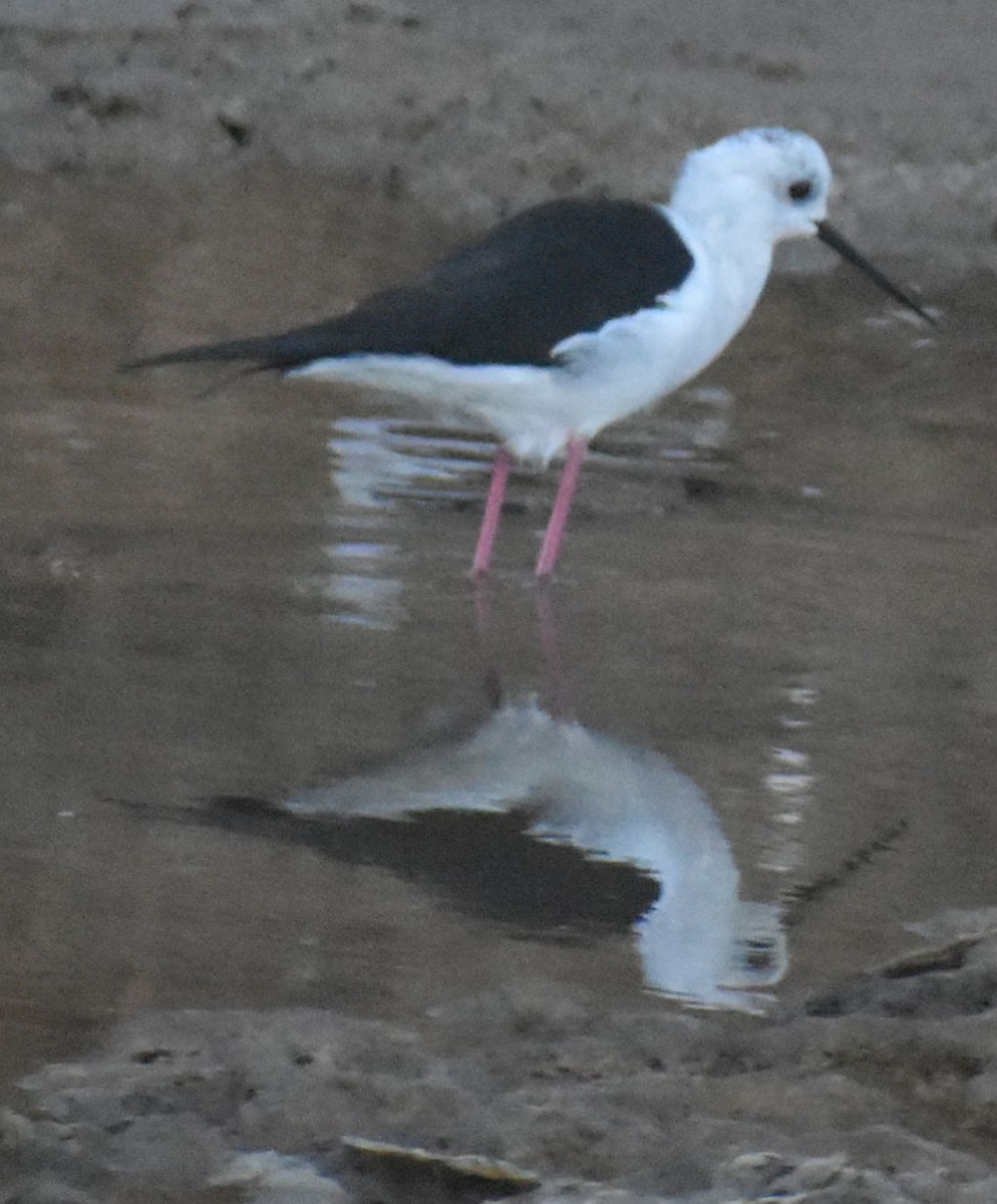 Black-winged Stilt - ML646790710